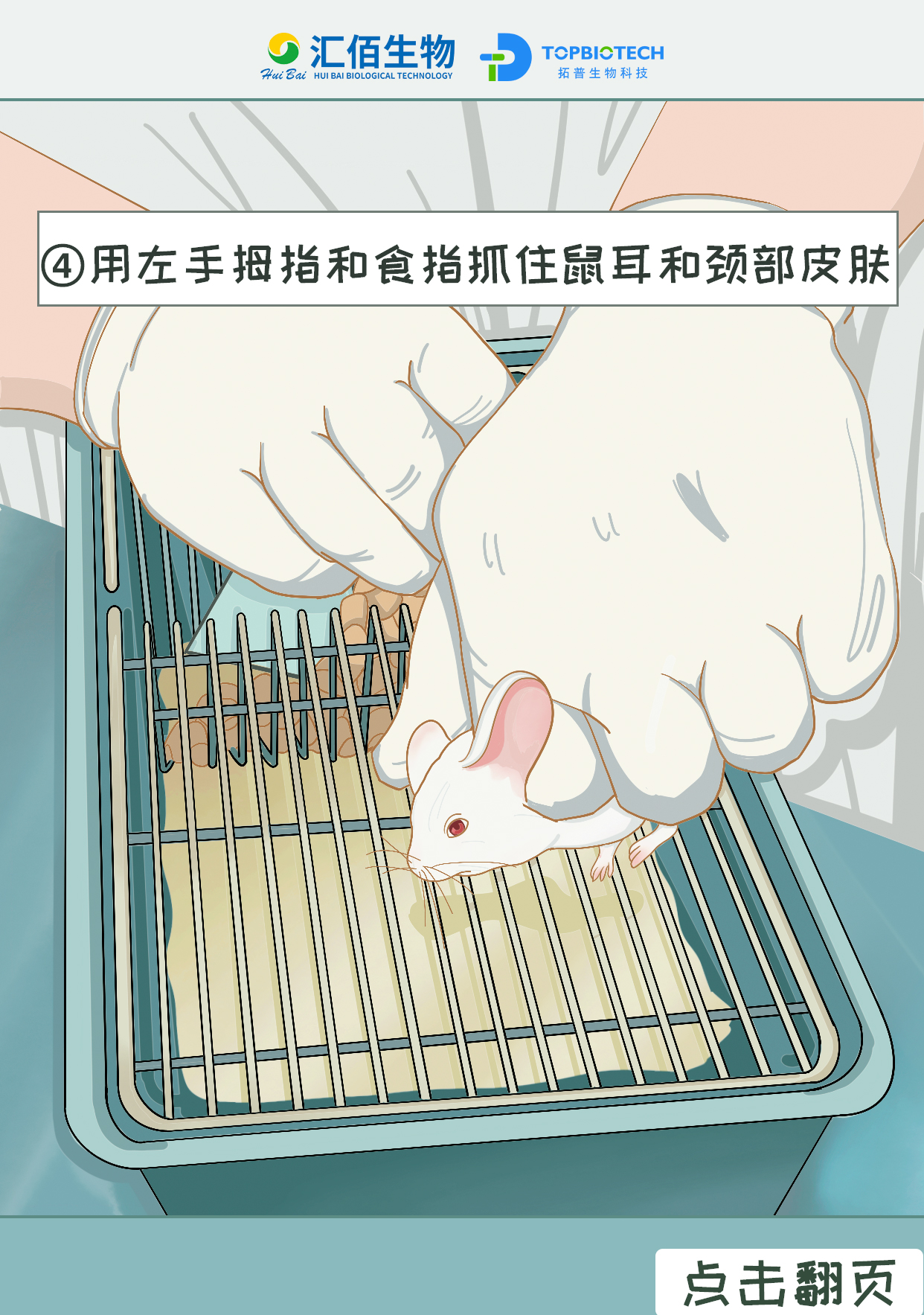 用左手拇指和食指抓住鼠耳和颈部皮肤1.jpg