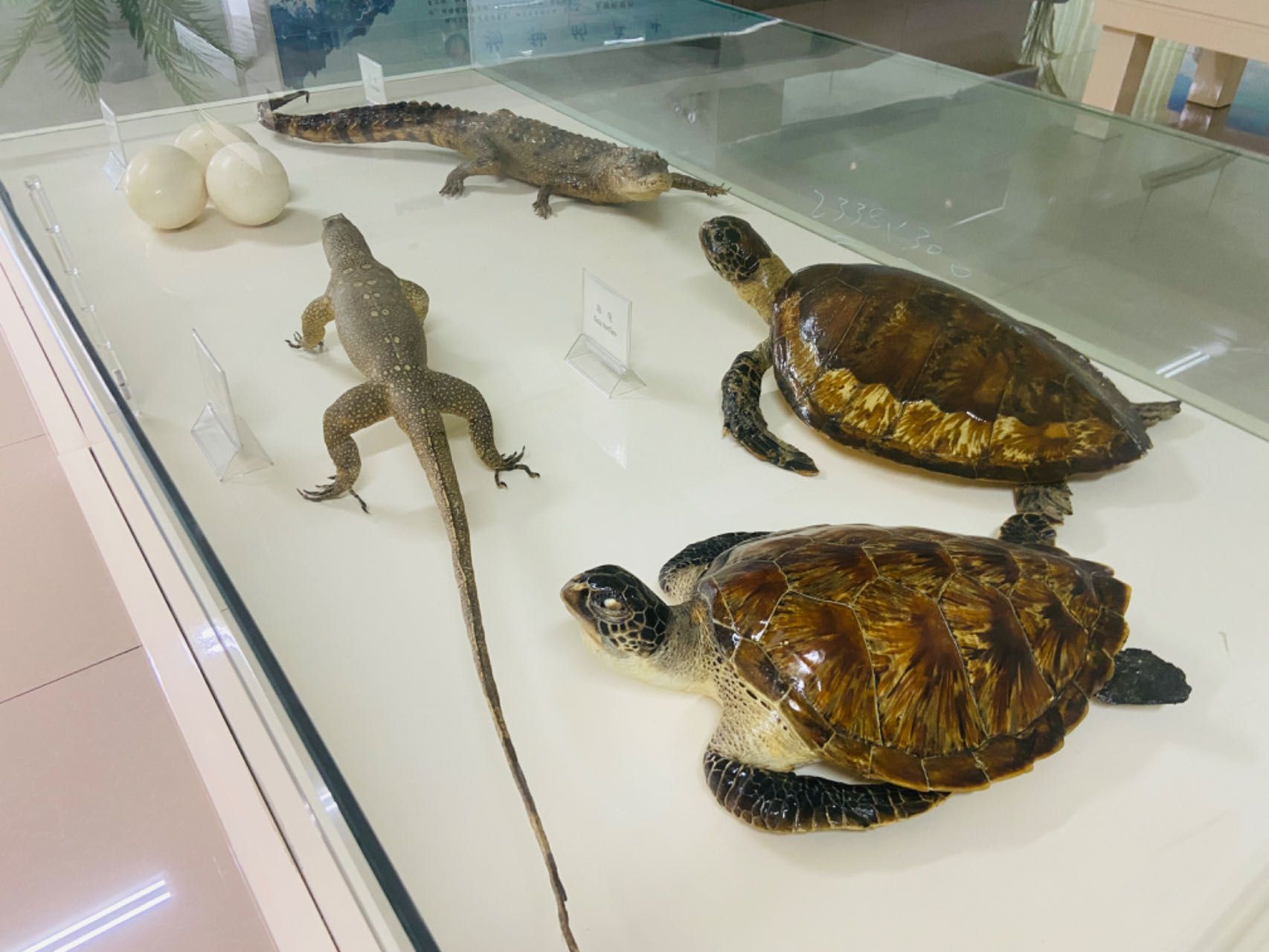 两栖动物