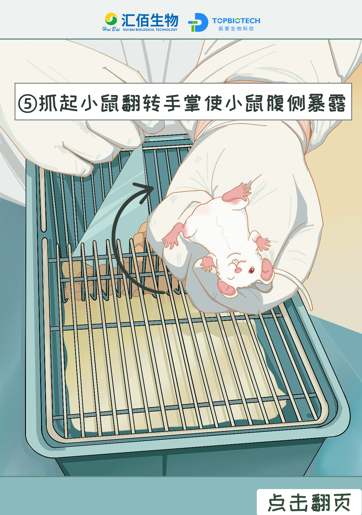 抓起小鼠翻转手掌使小鼠腹侧暴露1.jpg