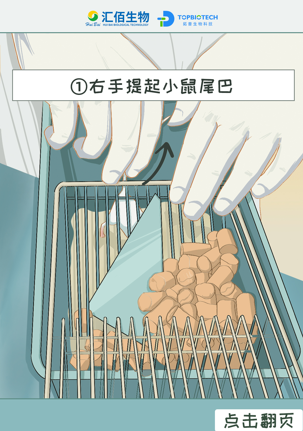 右手提起小鼠尾巴1.jpg